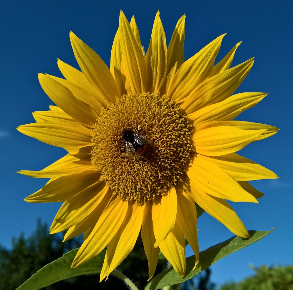 Sunflower