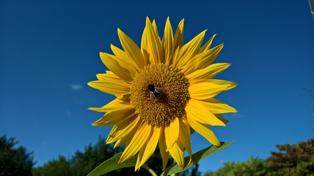 Sunflower