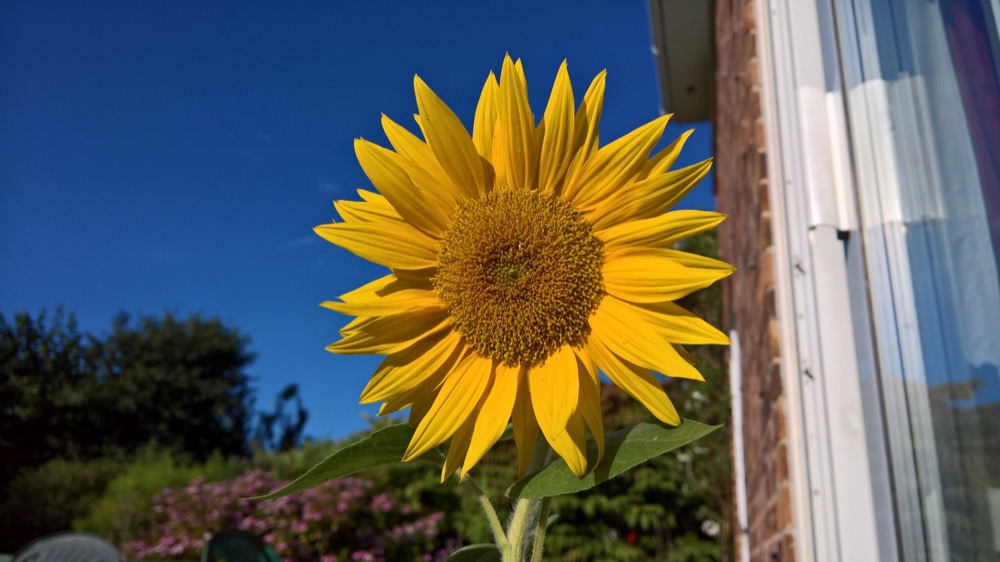 Sunflower