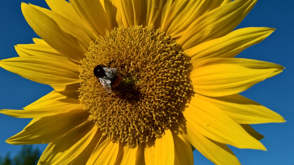 Sunflower