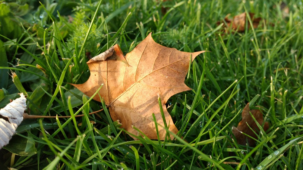 Leaf