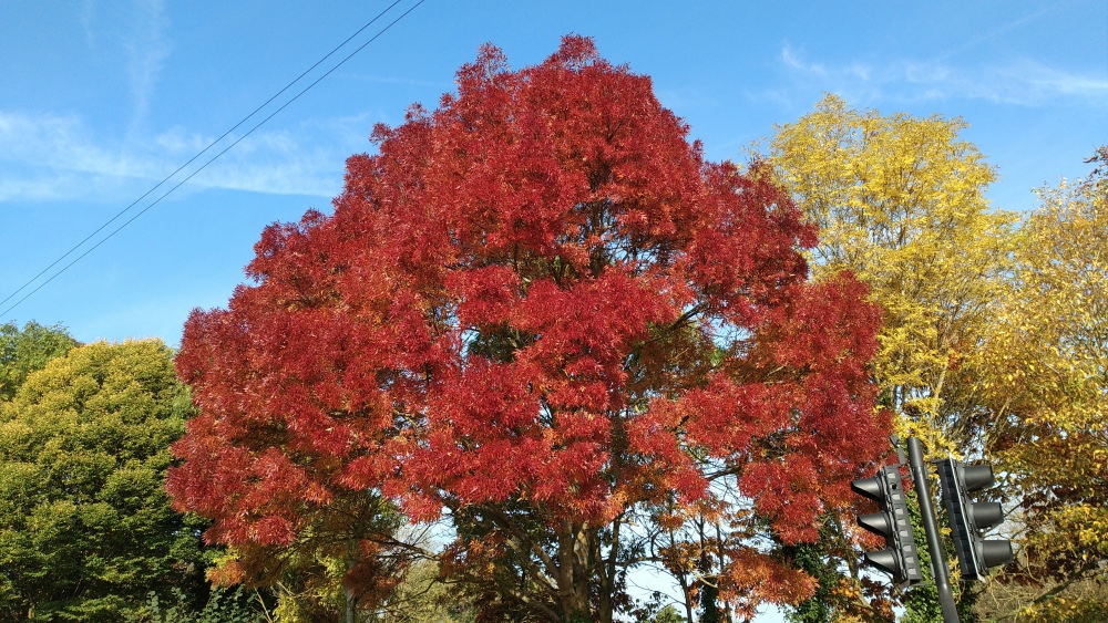 Red tree