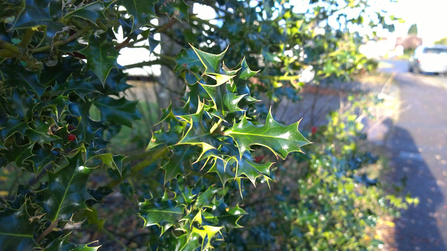 Berries